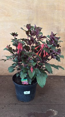 Lot 1106 - Large well established Fuchsia -‘Koralle’