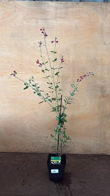 Lot 1108 - Hardy Salvia -‘Cherry Lips’