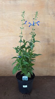 Lot 1109 - Large established Salvia -‘Patio Dark Blue’