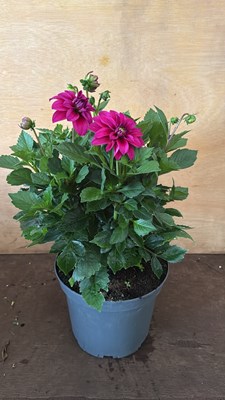 Lot 1110 - Large Dahlia -‘Dark Rose’