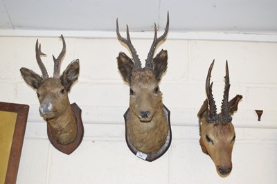 Lot 240 - Three taxidermy deer head mounts, all in worn...