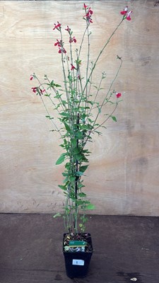Lot 1001 - Hardy Salvia -‘Hot Lips’