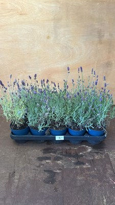 Lot 1002 - Tray of 10 Old English Lavender