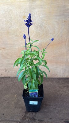 Lot 1003 - Salvia -‘Farina-Blue’
