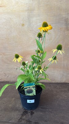 Lot 1004 - Echinacea -‘Skipper Yellow’