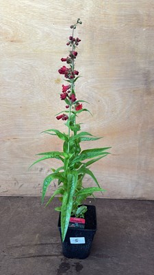 Lot 1005 - Penstemon -‘Partybells Red’