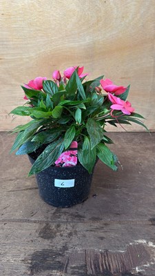 Lot 1006 - New Guinea Impatiens -‘Sonic Pink’