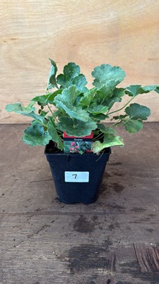 Lot 1007 - Heuchera -‘Coral Forest - Scarlet’