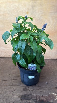 Lot 1008 - Hardy large Salvia -‘Mysty’