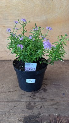 Lot 1009 - Iberis -‘Mermaid Lavender’