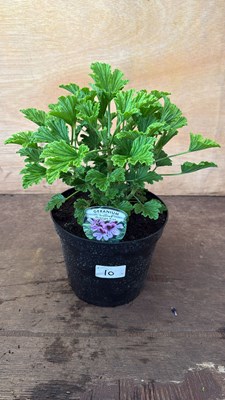 Lot 1010 - Scented Geranium -‘Orange Fizz’
