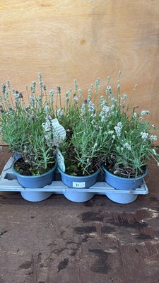 Lot 1011 - Tray of 6 White Lavender