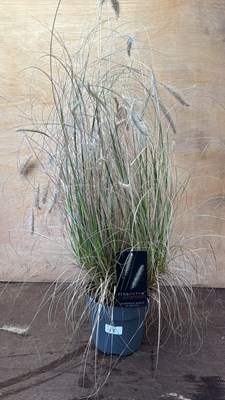 Lot 1012 - Grass -‘Pennisetum Hameln’