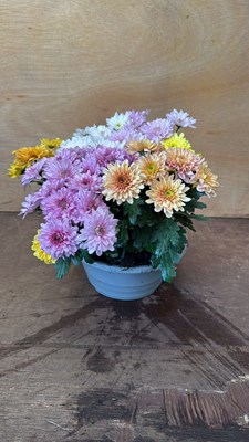 Lot 1013 - Chrysanthemum Bowl