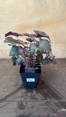 Lot 1014 - Heuchera -‘Palace Purple’