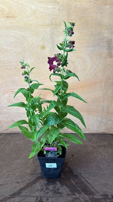 Lot 1015 - Penstemon -‘Partybells Violet’