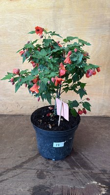 Lot 1017 - Patio Abutilon