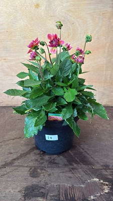 Lot 1018 - Large Dahlia -‘Tropical Punch’