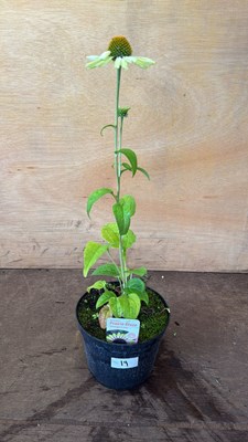 Lot 1019 - Echinacea -‘Prairie Blaze - Vintage Lime’