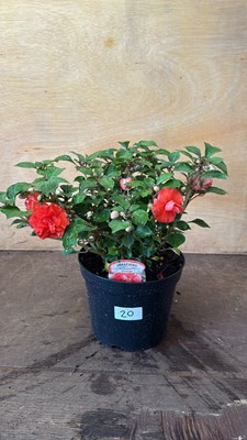 Lot 1020 - New Guinea Impatiens -‘Glimmer Orange’