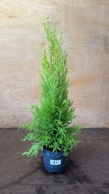 Lot 1021 - Lemon scented GoldCrest