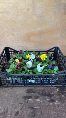 Lot 1022 - Crate of 4 packs of 6 mixed Pansies