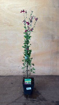 Lot 1023 - Hardy Salvia -‘Cherry Lips’