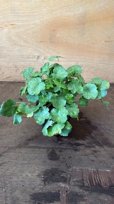Lot 1024 - Heuchera -‘Coral Forest - Scarlet’