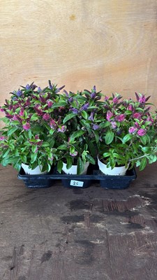 Lot 1025 - Tray of 6 Hardy Hebes