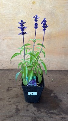 Lot 1027 - Salvia -‘Farina - Blue’