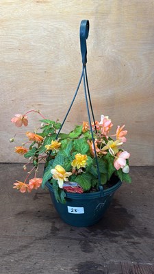 Lot 1028 - Begonia hanging pot -‘Apricot Shades’