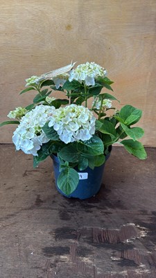 Lot 1029 - White Hydrangea