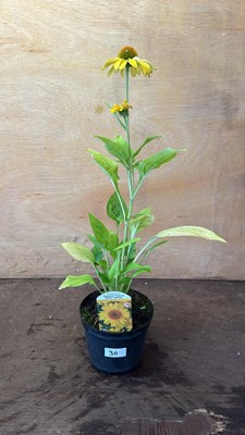 Lot 1030 - Echinacea -‘Deep Yellow’