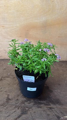 Lot 1031 - Iberis -‘Mermaid Lavender’