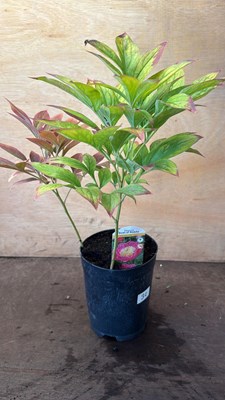 Lot 1032 - Peony -‘Bowl of Beauty’