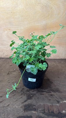 Lot 1033 - Scented Geranium -‘P.Fragrans’