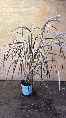Lot 1034 - Grass -‘Pennisetum - Rubrum’