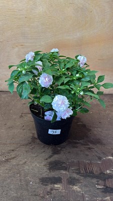 Lot 1035 - New Guinea Impatiens -‘Glimmer Apple blossom’