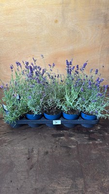 Lot 1036 - Tray of 10 Old English Lavender