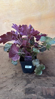 Lot 1037 - Heuchera -‘Palace Purple’