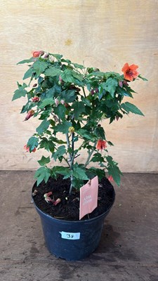 Lot 1038 - Patio Abutilon