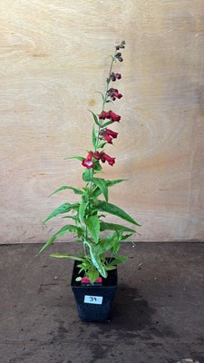 Lot 1039 - Penstemon -‘Partybells Red’