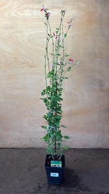 Lot 1040 - Hardy Salvia -‘Hot Lips’