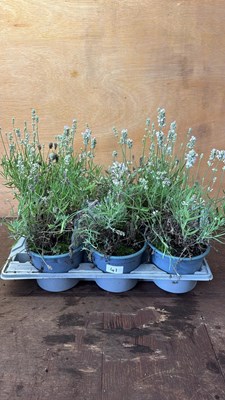 Lot 1041 - Tray of 6 white Lavender