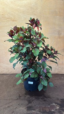 Lot 1042 - Large Fuchsia -‘Koralle’