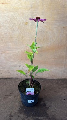 Lot 1043 - Echinacea -‘Prairie Splendor Compact Rose’