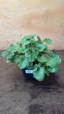 Lot 1044 - Heuchera -‘Coral Forest - Scarlet’