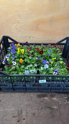 Lot 1045 - 4 packs in a crate of 6 pack Violas
