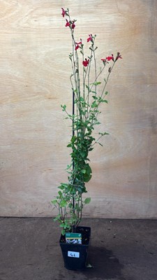 Lot 1046 - Hardy Salvia -‘Hot Lips’
