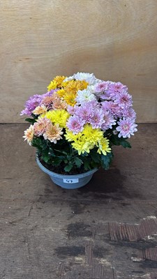 Lot 1047 - Chrysanthemum bowl